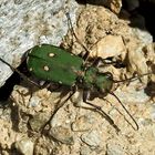 Der flinke Feld-Sandlaufkäfer (Cicindela campestris) - La Cicindèle champêtre. 