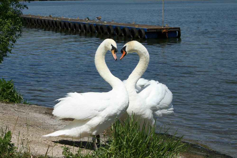 Der Flirt der Schwäne