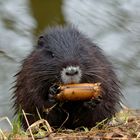 Der "Flötenspieler"  - Nutria (Myocastor coypus) 