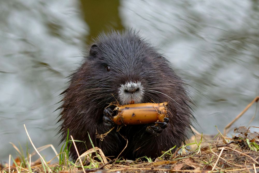 Der "Flötenspieler"  - Nutria (Myocastor coypus) 