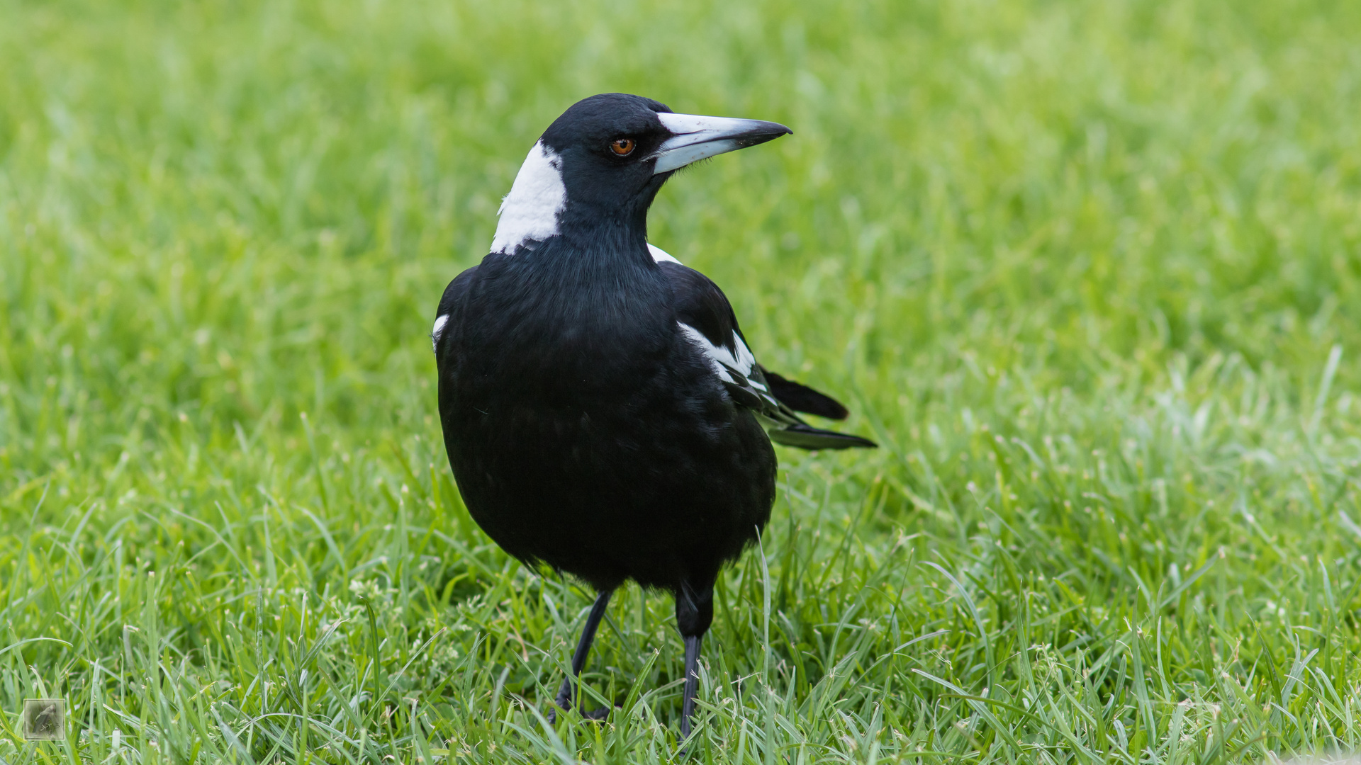 Der Flötenvogel Cracticus tibicens) 