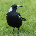 Der Flötenvogel Cracticus tibicens) 