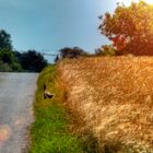 Der flüchtige Moment des Sommers