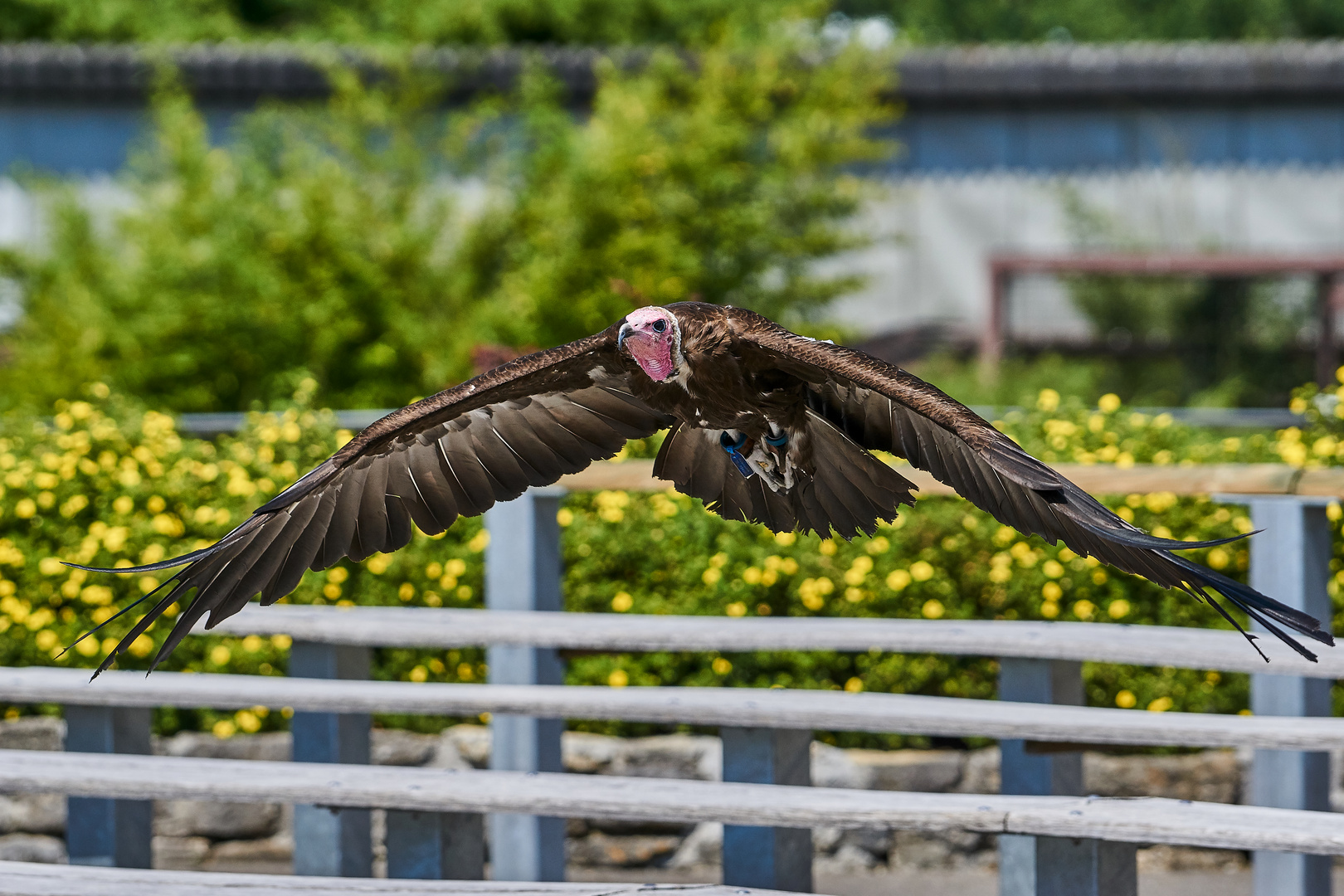 der flug