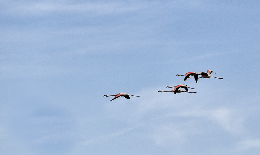 Der Flug der Flamingos