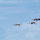 Der Flug der Flamingos