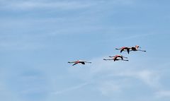 Der Flug der Flamingos