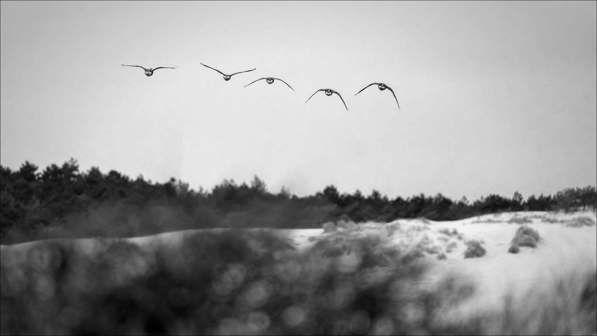 Der Flug der Gänse