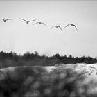 Der Flug der Gänse