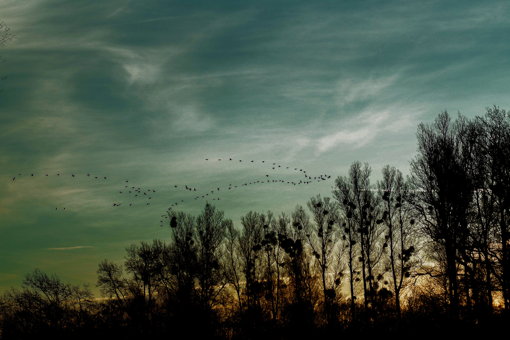 Der Flug der Gänse