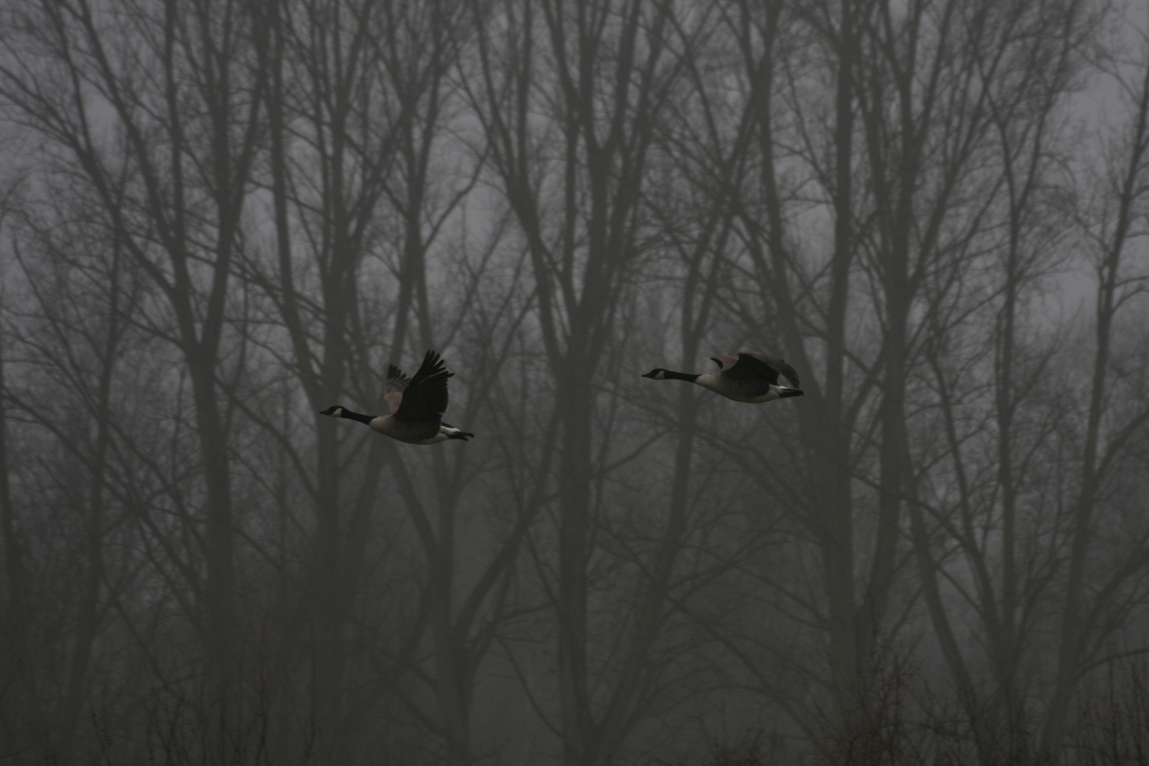 der Flug der Gänse