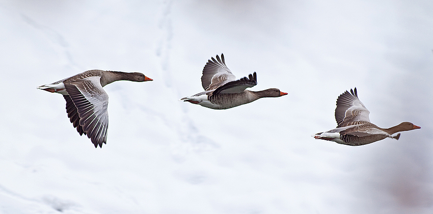 Der Flug der Graugänse II