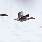 Der Flug der Graugänse II