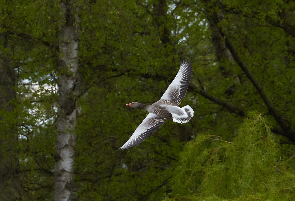 Der Flug der Graugans