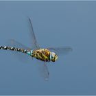 der Flug der Herbst Mosaikjungfer männl. - Aeshna mixta -