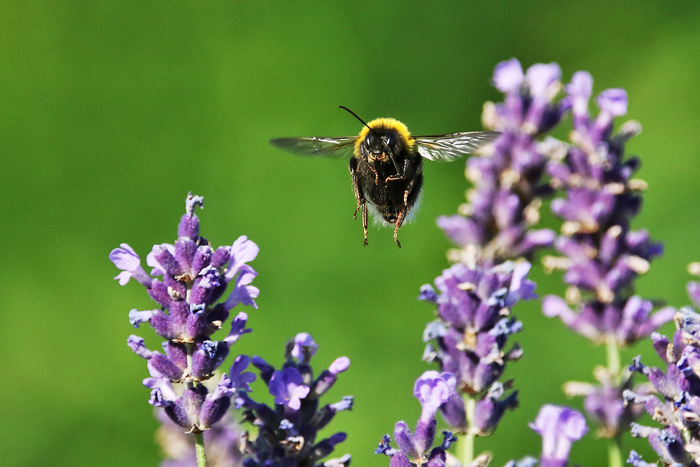 der Flug der Hummel