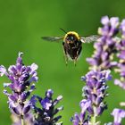 der Flug der Hummel