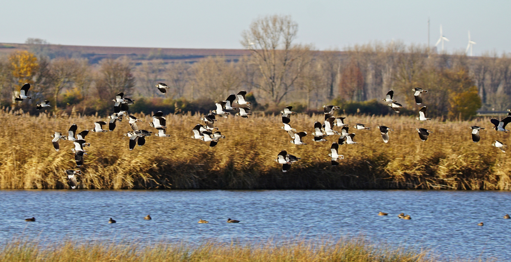 Der Flug der Kiebitze