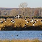 Der Flug der Kiebitze