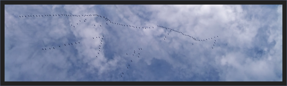 Der Flug der Kraniche