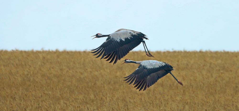 DER FLUG DER KRANICHE