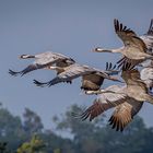 Der Flug der Kraniche