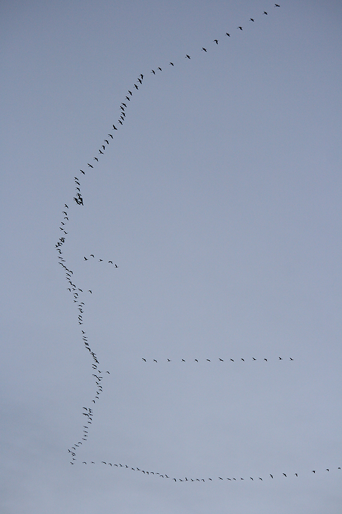 Der Flug der Kraniche