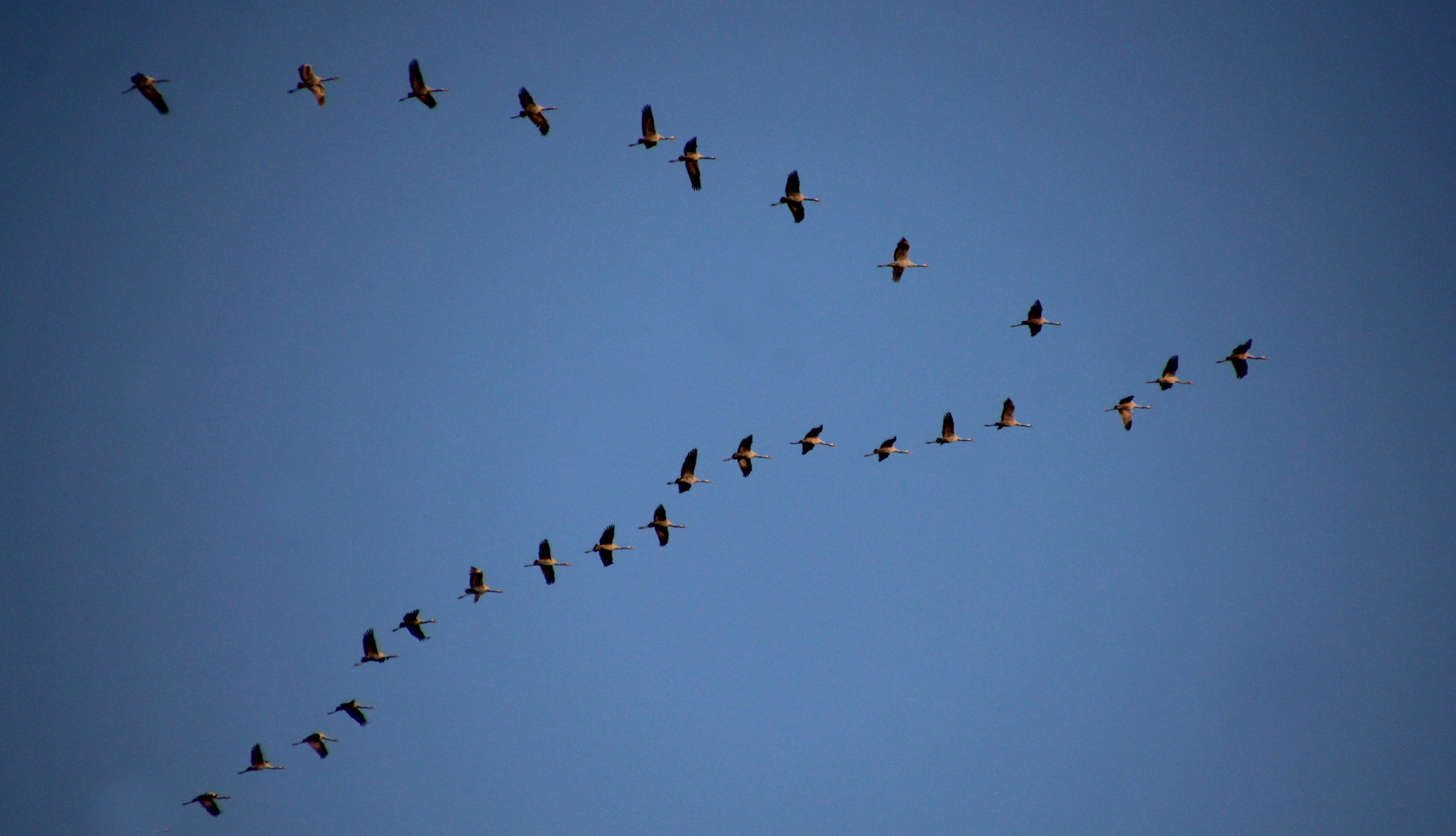 der Flug der Kraniche ... 