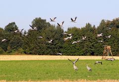 Der Flug der Kraniche