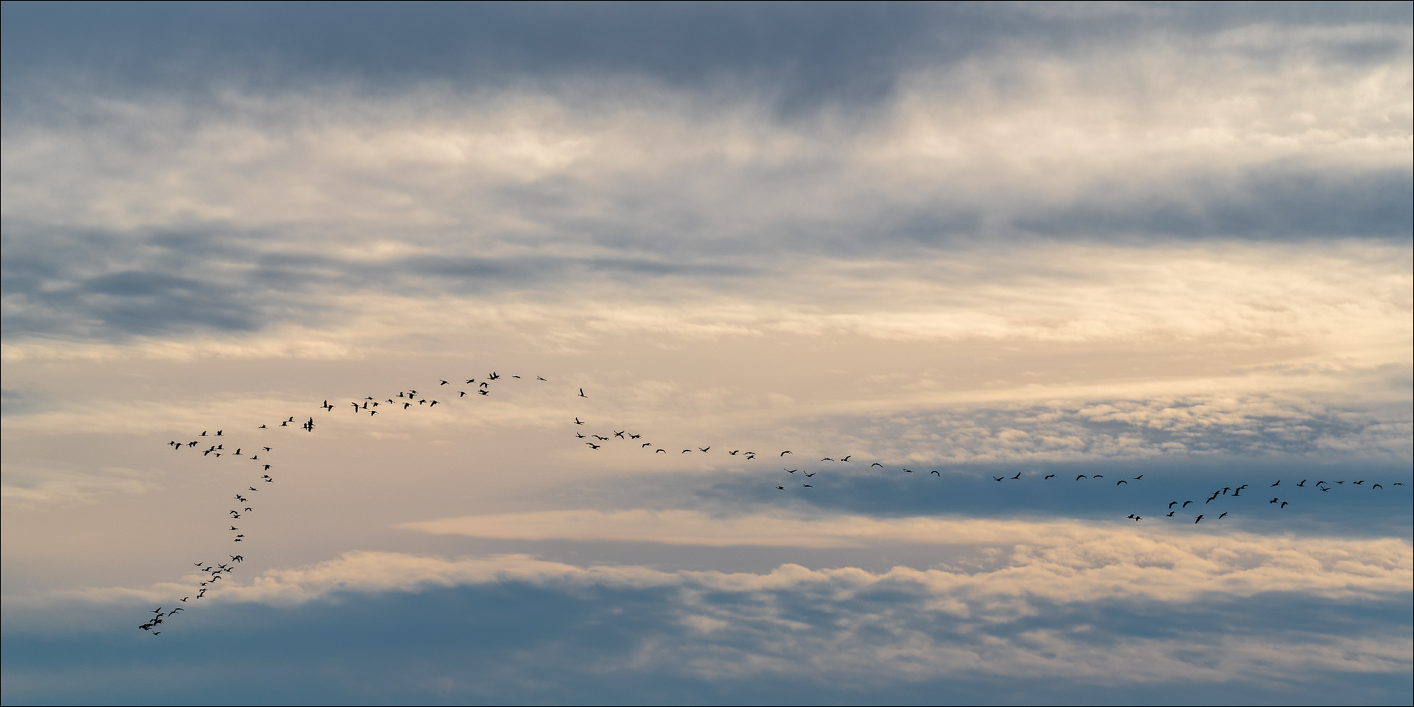 Der Flug der Kraniche