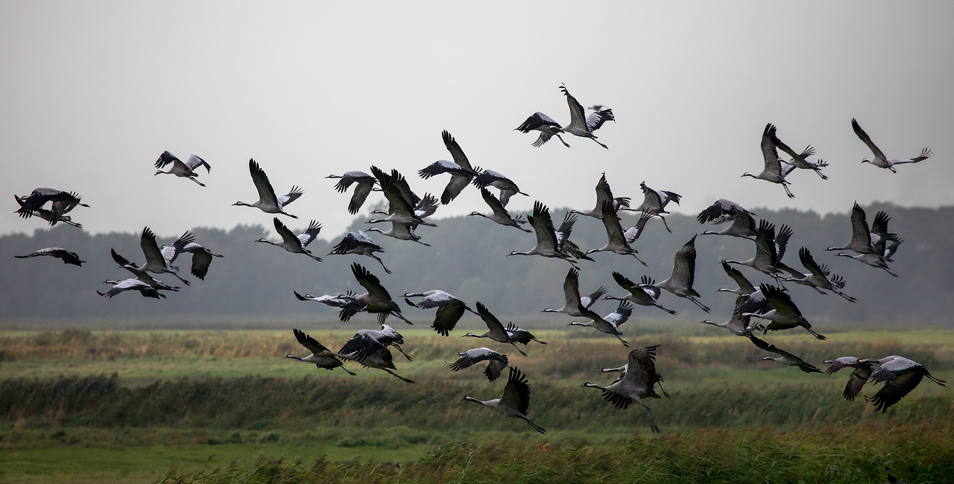 Der Flug der Kraniche