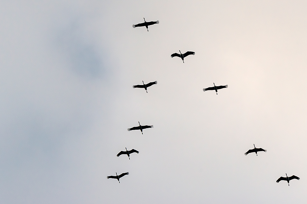 Der Flug der Kraniche