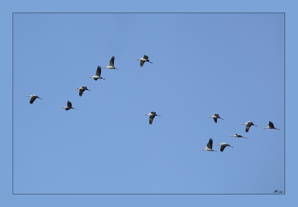 Der Flug der Kraniche