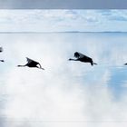 Der Flug der Kraniche vor dem Wolkenspiegel