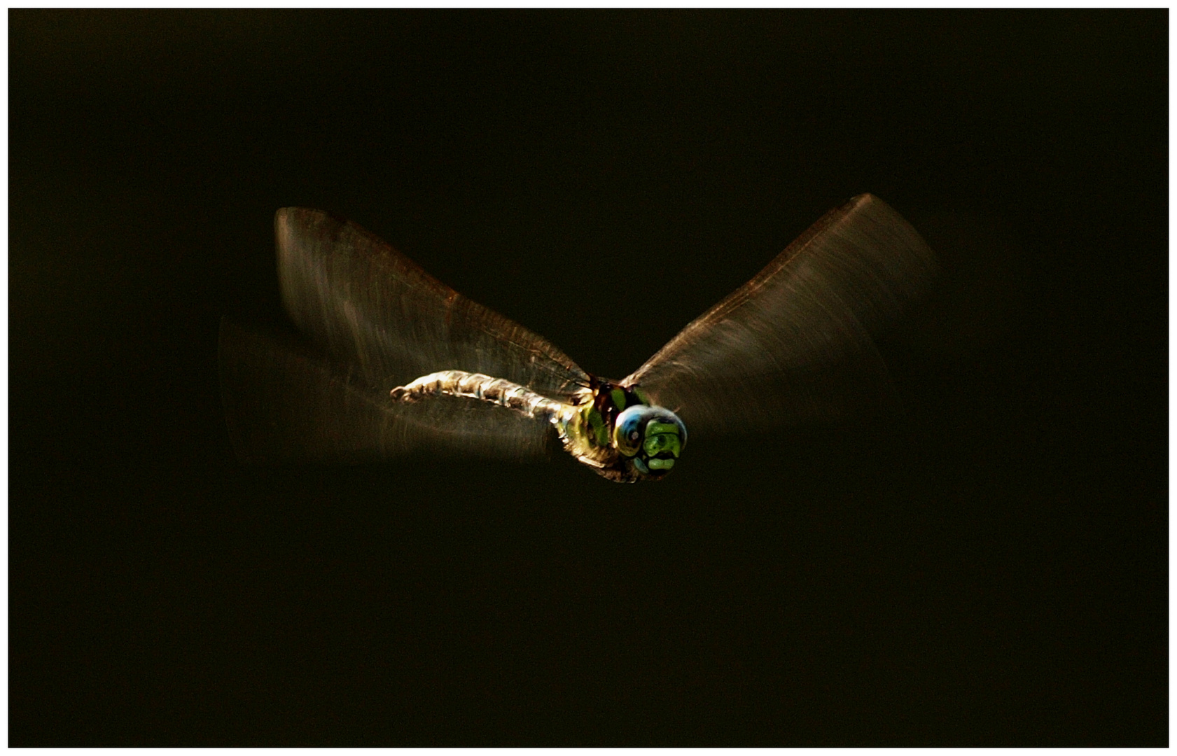 Der Flug der Libelle