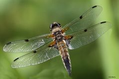 Der Flug der Libelle