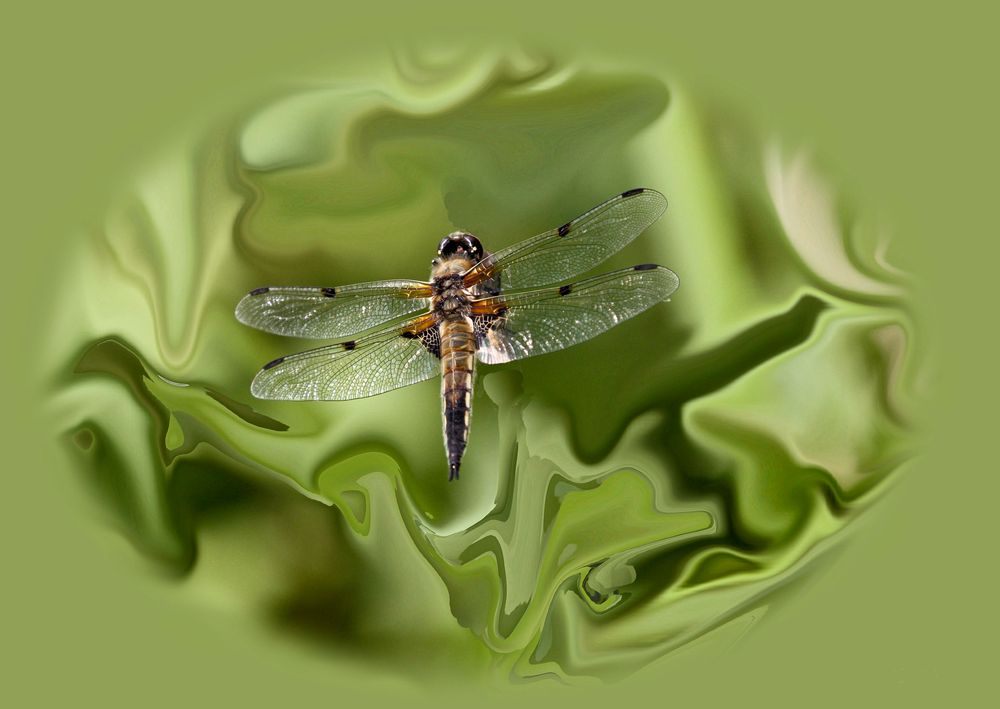 Der Flug der Libelle von Rolf C. 