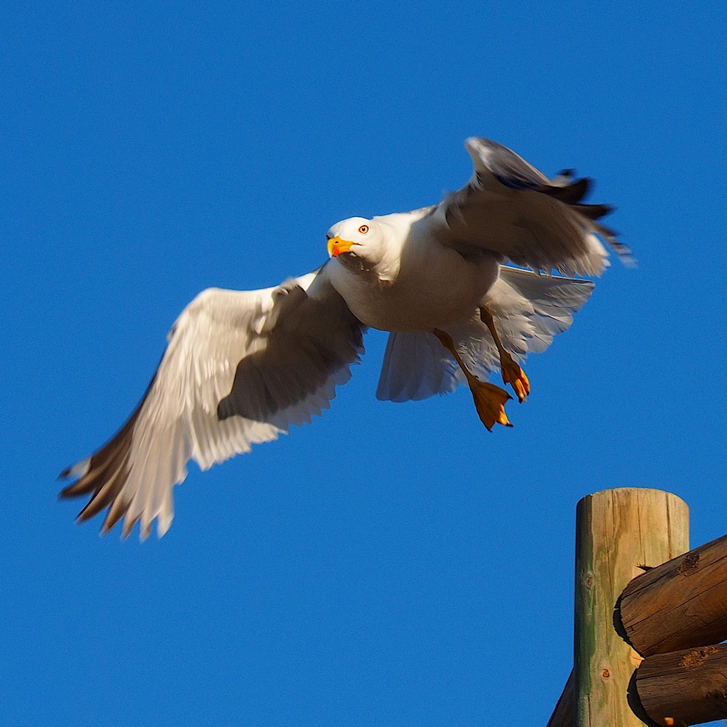 DER FLUG DER MÖVE