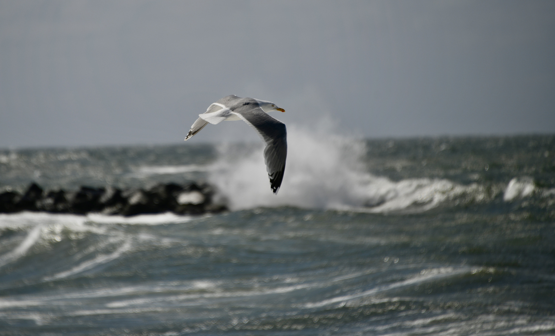 "Der Flug der Möwe ....................."