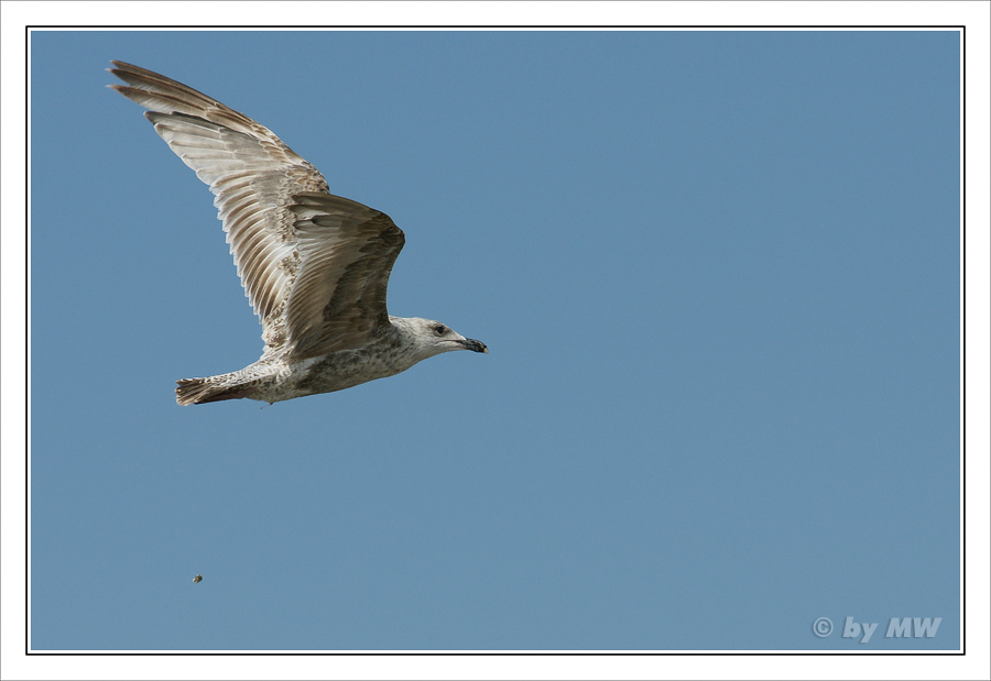 Der Flug der Möwe