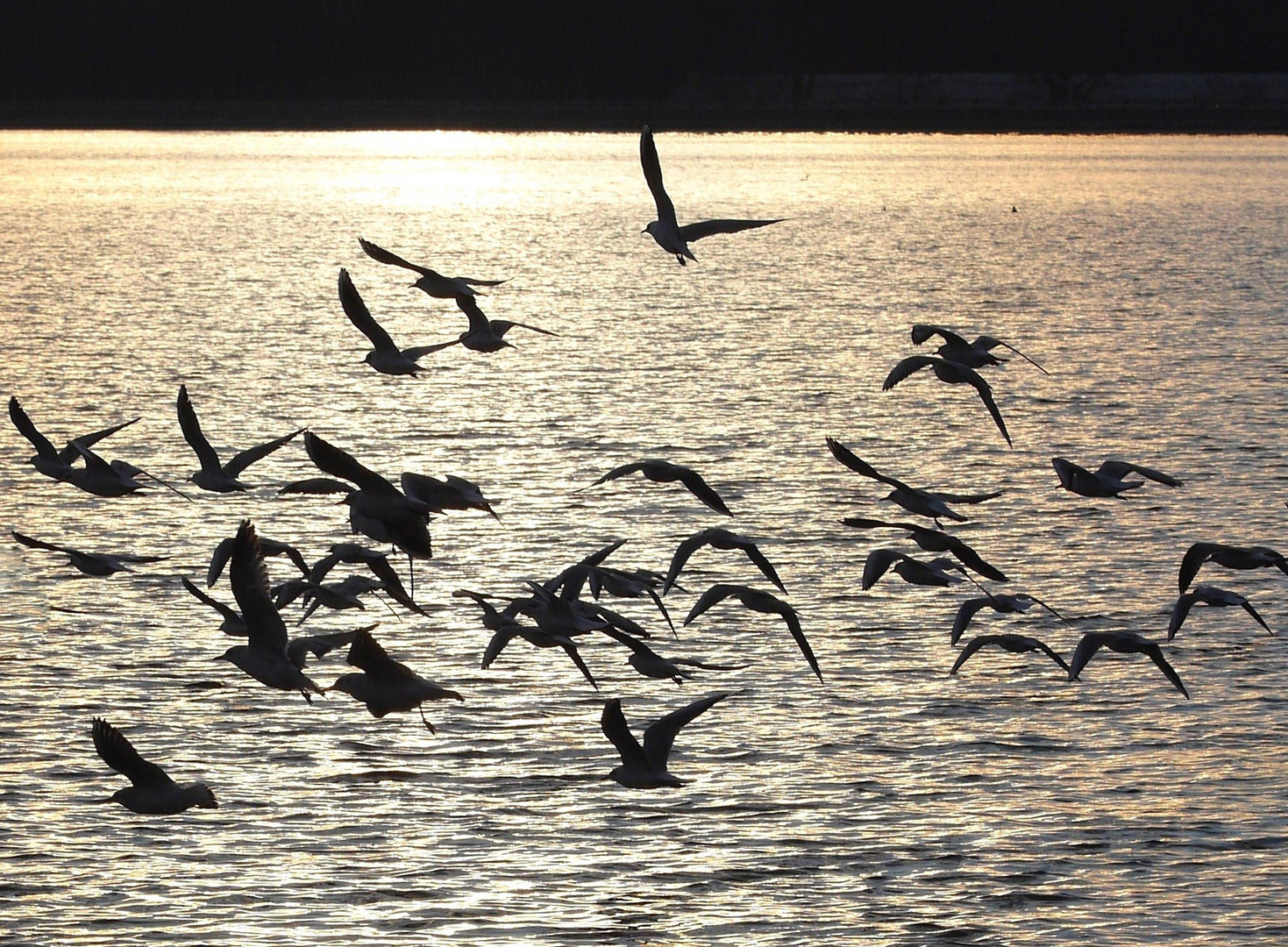 Der Flug der Möwen 2