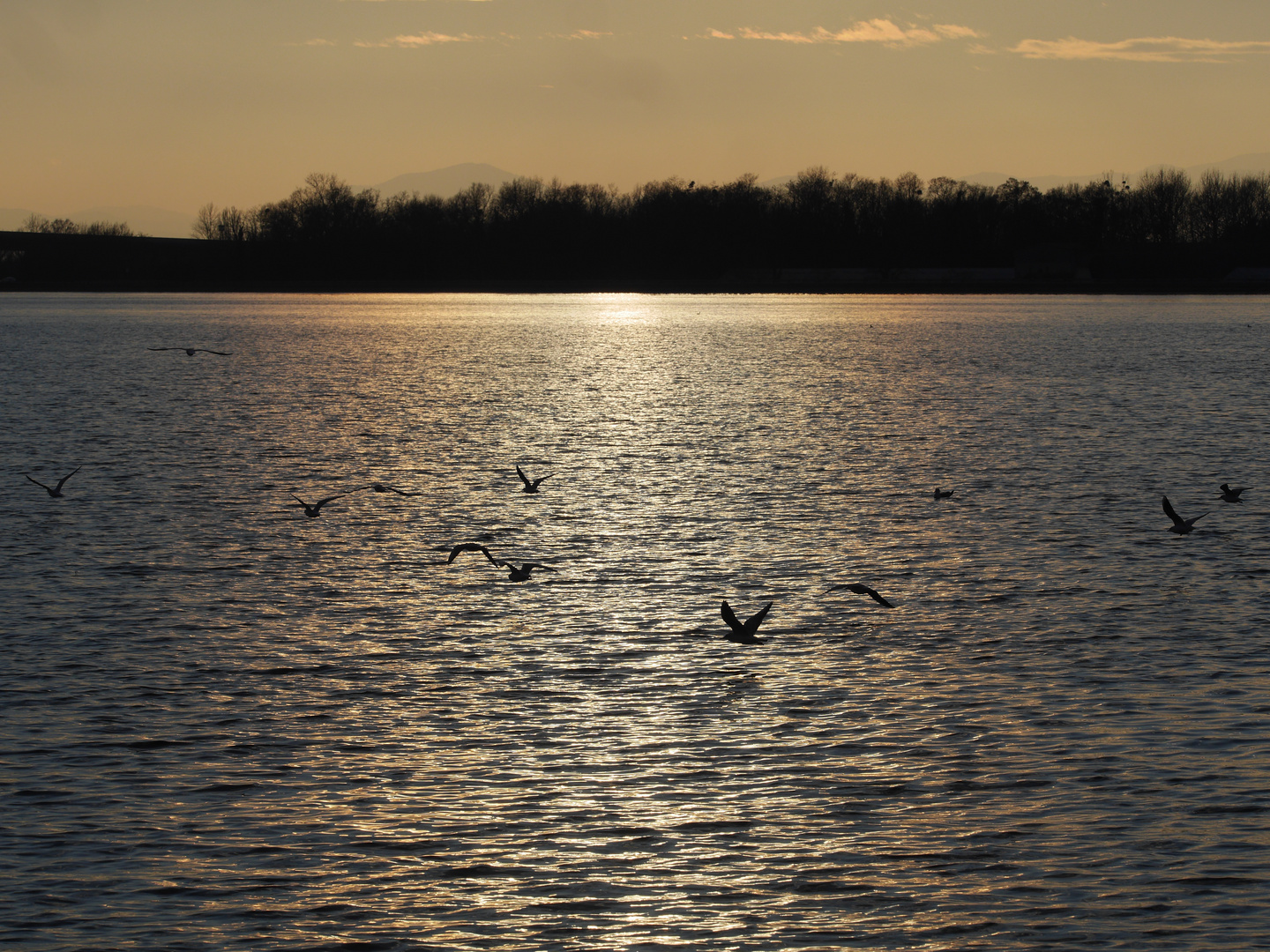 Der Flug der Möwen