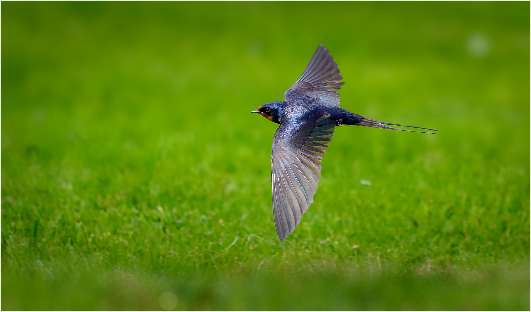 Der Flug der Rauchschwalbe