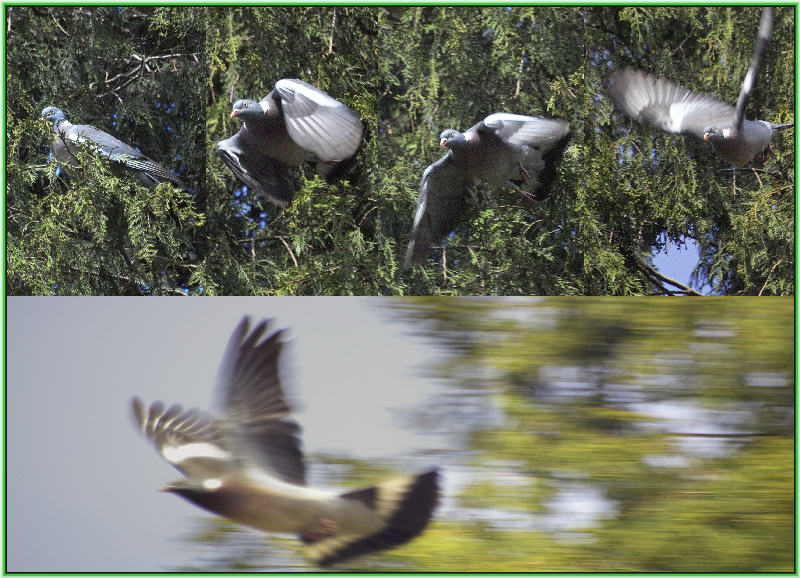 Der Flug Der Ringeltaube