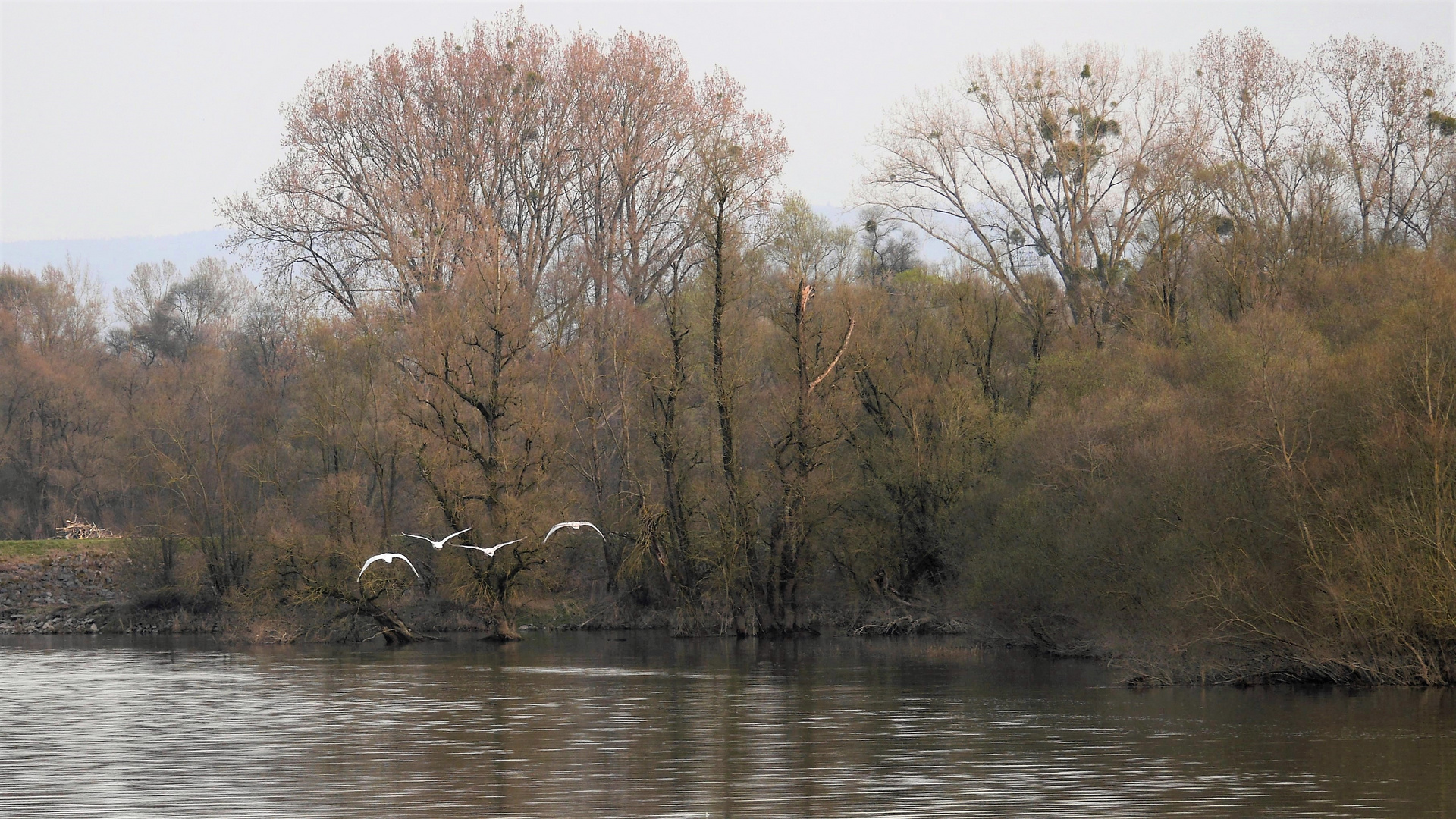 Der Flug der Schwäne