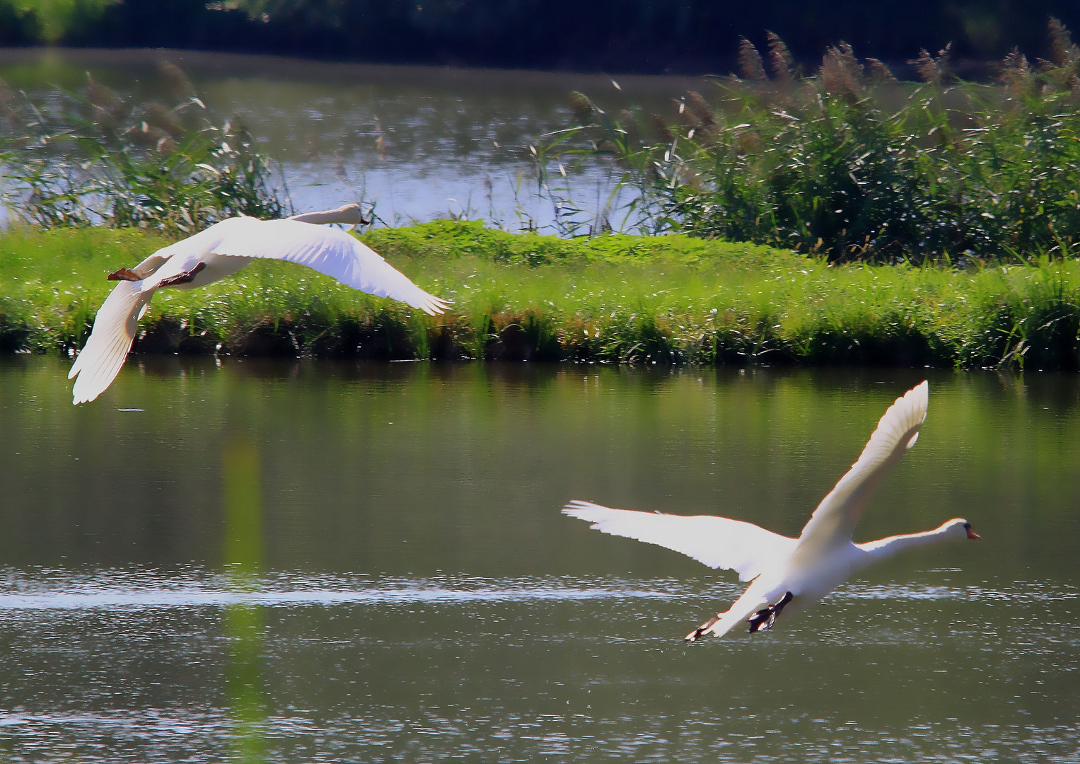 Der Flug der Schwäne