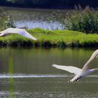 Der Flug der Schwäne