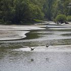 Der Flug der Schwäne über dem Tal