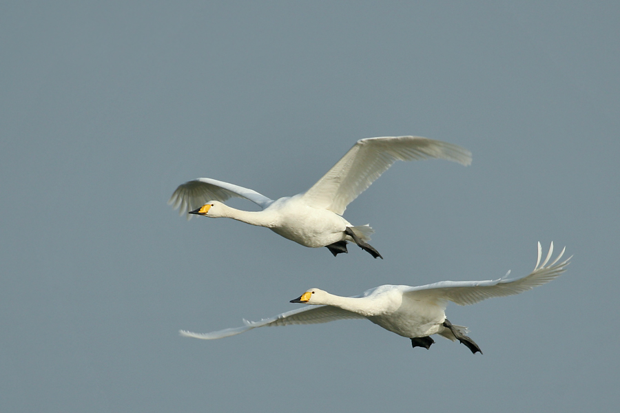 Der Flug der Singschwäne