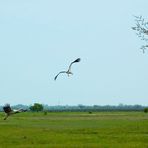 Der Flug der Störche